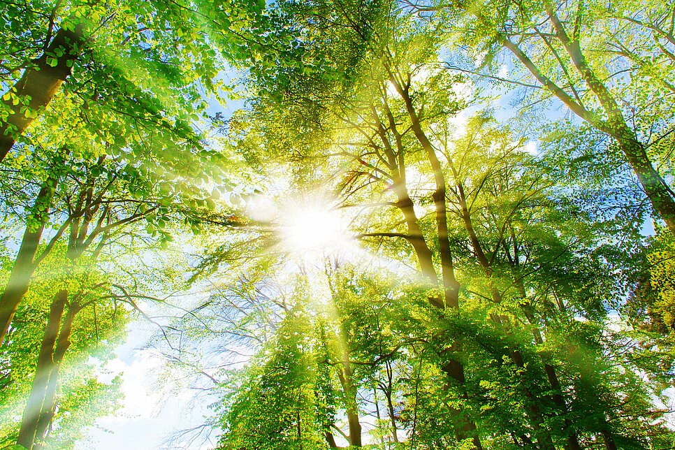 Scheinende Sonne im Wald