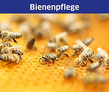 Bienen auf einer Wabe.
