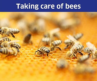Bees on a honeycomb. 
